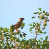 The Hawfinch is difficult to observe because it **lives high in the trees**.