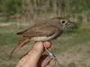 The upper body of the Common Nightingale is **light brown**.