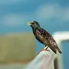 The Common Starling makes various **highly varied calls** such as **shrill and metallic cries**.