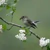 The flycatcher is a **late nester** because it needs a **large amount of insects** available at the end of spring.