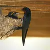 Like the Common House Martin, the Barn Swallow is a **"builder"**, it entirely constructs its nest: a **half-cup** of mud, grass, and saliva.