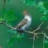 Unlike the Spotted Flycatcher, it **does not chase its prey** and **does not return to the same perch**.