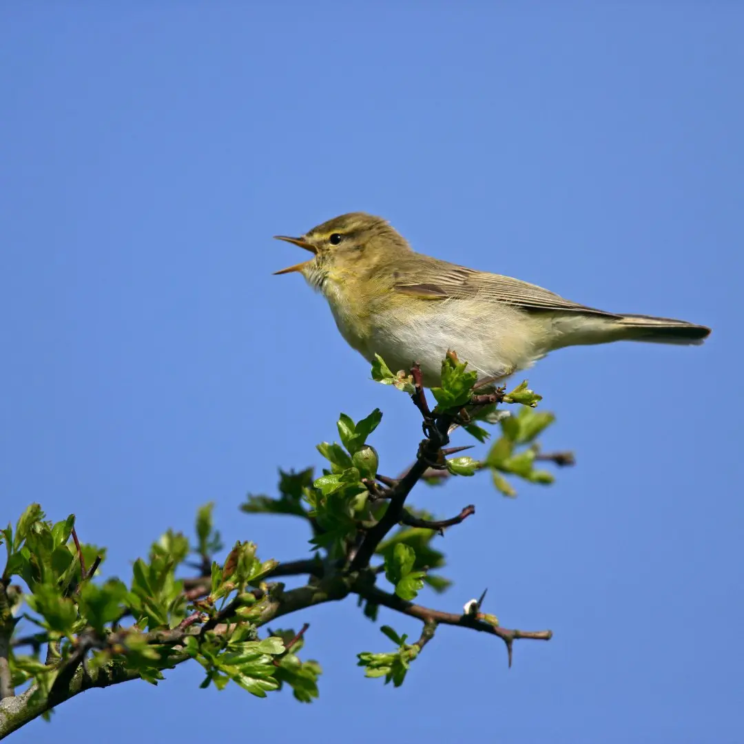 Canto caratteristico del Luí grosso