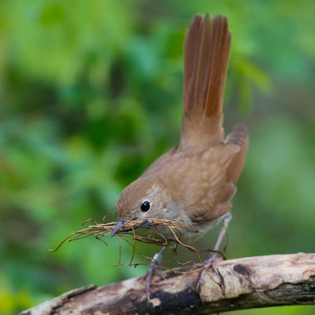Nightingale nest under a bush