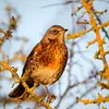 The Fieldfare is about the **size of a blackbird**.