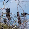 The Rook is **very sociable**, living in **noisy colonies** that sometimes seem **very organized**.