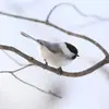 The cap of the Willow Tit is a **duller black**.