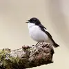 The European Pied Flycatcher repeats a **simple, quite melodious** song. It constructs **short phrases with 3-4 different notes** sometimes ending with a **joyful finale!** It is more melodious than that of the Spotted Flycatcher.