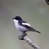 Its back and wings are **dark brown to black** with a **white wing bar**.