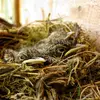 Its **nest** is a cup made of **twigs, moss** in **cavities and open nest boxes**.