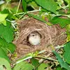 It builds its nest near the ground in **dense bushes**.