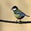 When the Great Tit snatches a seed to eat quietly in the branches: it **holds the seed** between its claws, **hammers** it with its short and powerful beak.