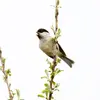 The Marsh Tit and the Willow Tit can be differentiated by their **different calls and songs**.