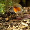 In the garden, the European Robin settles in bushy corners with **dense bushes and shrubs or woodpiles**. It may nest there.
