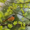 The Redstart lives in **open forests, orchards, and large natural gardens**.