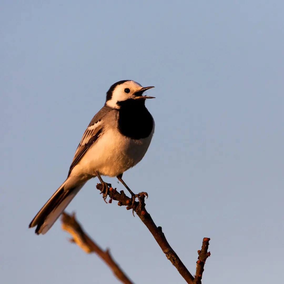 Lavandera blanca cantando en un árbol