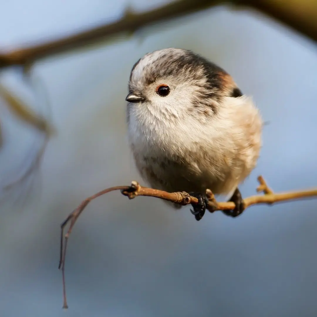 Long-tailed tit feeding behavior