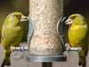 You can **often** see the European Greenfinch at the **feeder**. It visits **all year round**.