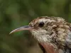 The Short-toed Treecreeper has a **long, thin, curved beak**.