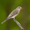 The song of the Spotted Flycatcher is a **high-pitched, gentle chirp with little variation**, repeated monotonously, not very melodious.