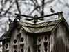 We can **maintain the species** by installing several close nest boxes to form a small colony.