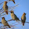 A group of Bohemian Waxwings is recognized by their **contact calls**...