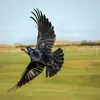 Its flight differs from the crow's: its **wings are longer** and more articulated and its **tail** is **more rounded**.