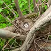 Its nest is a **cup** of moss and stems.