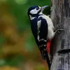 The Great Spotted Woodpecker **clings to trunks** by digging its claws in.