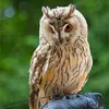 The Long-eared Owl is a nocturnal raptor about the **size of a crow**.