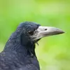 Its beak is **sharper** than the crow's and the base is **bare and whitish**.