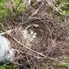 Its nest is **a mass of twigs containing a cup reinforced with mud**. The nests are often reused and repaired year after year.