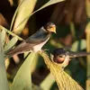 Before and during migration, it finds plenty of food **in reed beds**.