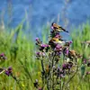 The European Goldfinch can be found in **open wooded areas** of deciduous or mixed forests, in **meadows and fallow lands rich in seeds and thistles**, along roadsides, and in gardens.