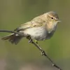The Common Chiffchaff has a **brown-gray** plumage.