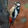 The Great Spotted Woodpecker is the **size of a Blackbird**.