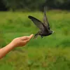 The Common Swift is the size of a **Barn Swallow**.