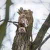 The Tawny Owl lives in **open forests** with **large trees**, close to **groves and clearings**.
