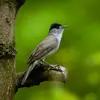 The Blackcap is a **short to long-distance migrant**.