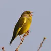 The song of the European Greenfinch is tremulous with **trills in different tones**.