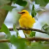 The Eurasian Golden Oriole lives in **deciduous woodlands** with somewhat **dense undergrowth**.