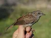 The upper body and wings of the Dunnock are **russet-brown** marked with **black**.