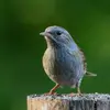 The Dunnock has a **blue-grey** head and chest.