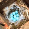 It produces **1 to 2 broods per year** of 5 to 7 blue-green eggs.
