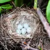 Its nest is a **cup** found under bushes, **close to the ground or on the ground**.
