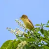 The Melodious Warbler has a **lively, rapid, and fluted** song.