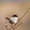 The Sardinian Warbler makes a typical **rasping "trr-trr-trr" call**.
