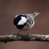The Coal Tit has a **black** head, **white** cheeks, and a **white patch** on the nape.