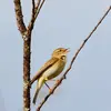 The Willow Warbler's song is **melancholic and fluted**, ending with a **cascade of descending notes**. "fit-fit-fit sisisisisi yitoïtoïtoïtoï teuytoï"