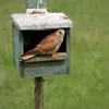In giardino, il Gheppio può insediarsi nei **nidi artificiali**.